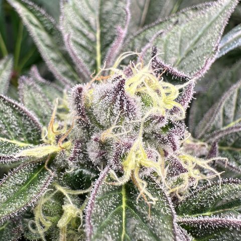 Misc x (LA Kush x Zkittles) #37 42.26g growlog timeline photo