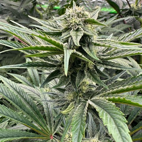 Misc x (LA Kush x Zkittles) #26 60.7g growlog timeline photo