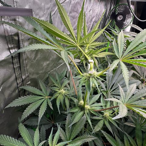 CxLAZ #16 50.72g growlog photo: Top training 