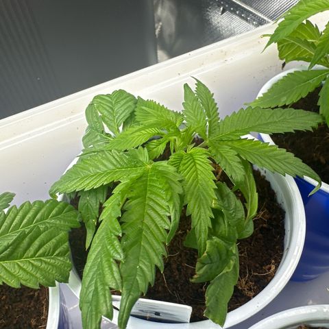 MiscxLAZ 5-4 34.63g growlog timeline photo