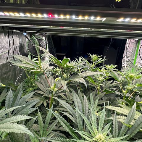 CxLAZ #16 50.72g growlog photo: Top training 