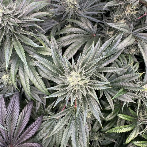 Misc x (LA Kush x Zkittles) #23 28.19g growlog timeline photo
