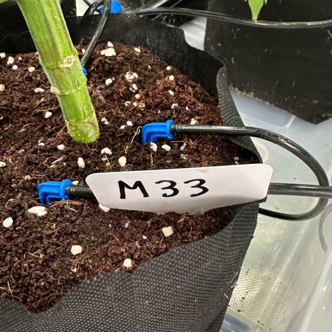 Misc x (LA Kush x Zkittles) #33 19.08g growlog timeline photo