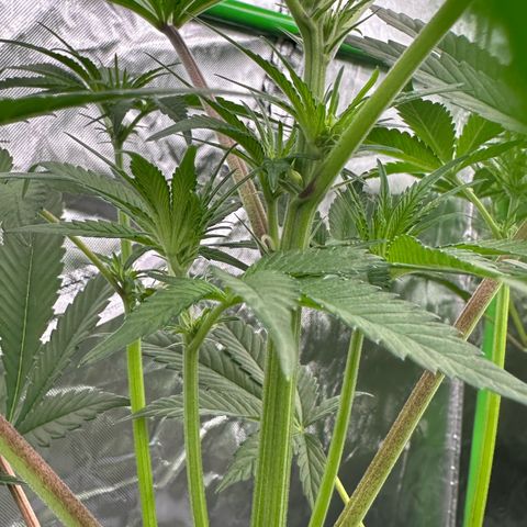 CxLAZ #16 50.72g growlog timeline photo