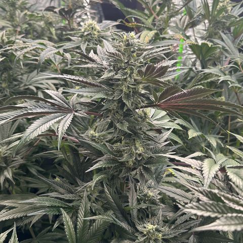 CxLAZ #03 45.52g growlog timeline photo
