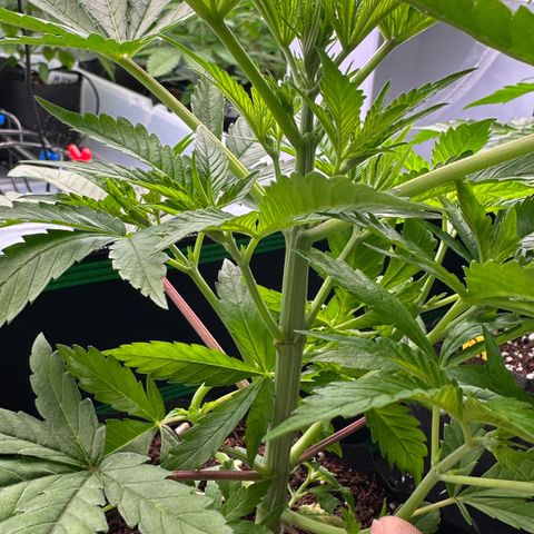 CxLAZ #16 50.72g growlog photo: Lollipoped