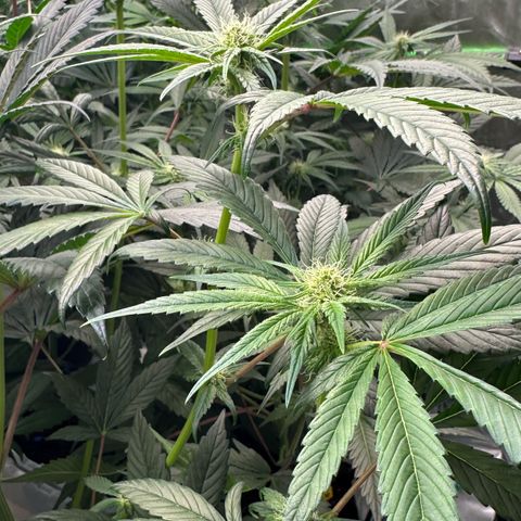 Misc x (LA Kush x Zkittles) #26 60.7g growlog timeline photo