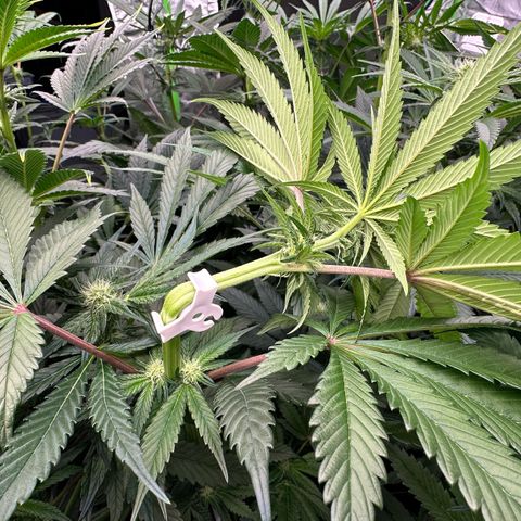 CxLAZ #16 50.72g growlog photo: Top training 