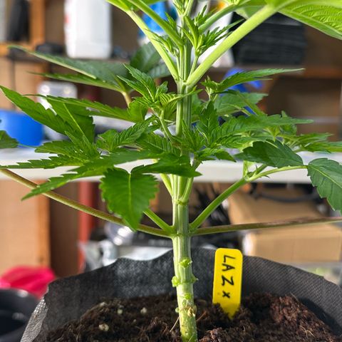 CxLAZ #16 50.72g growlog photo: Lollipoped
