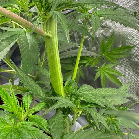 CxLAZ #16 50.72g growlog timeline photo