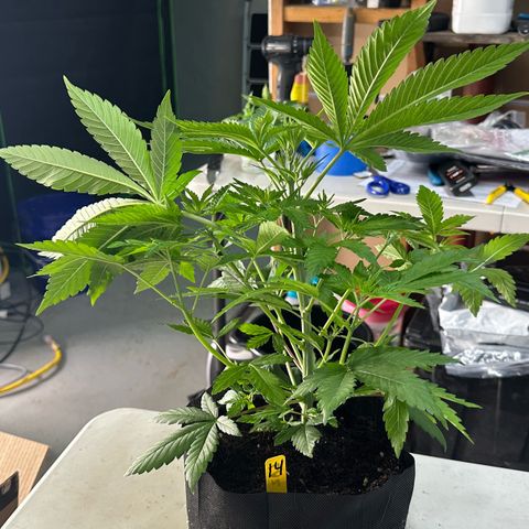 CxLAZ #16 50.72g growlog photo: Lollipoped