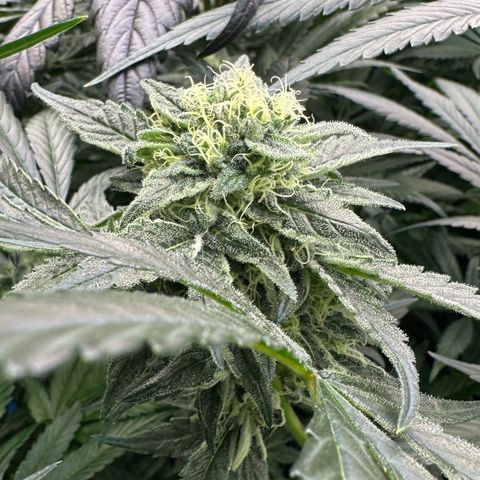 Misc x (LA Kush x Zkittles) #08 growlog timeline photo