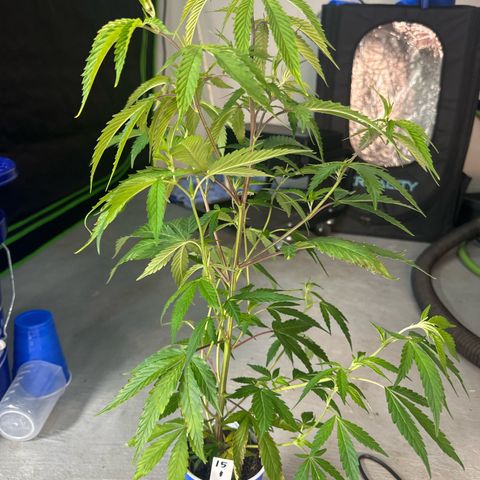 CxLAZ #15 C #1 growlog timeline photo