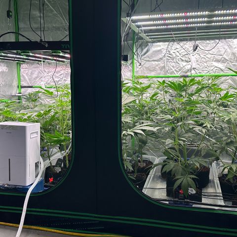 CxLAZ #16 50.72g growlog timeline photo