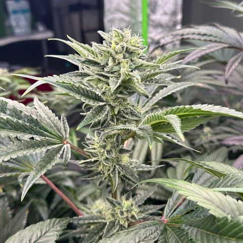 Misc x (LA Kush x Zkittles) #37 42.26g growlog timeline photo