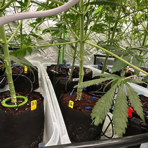 CxLAZ #16 50.72g growlog timeline photo
