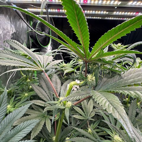 CxLAZ #16 50.72g growlog photo: Top training 