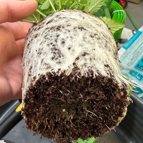 Fuel D.OG #2 Female 49.44g M growlog photo: Transplanted into 1 gal pot