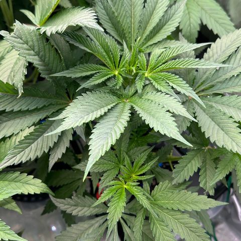 CxLAZ #16 50.72g growlog timeline photo
