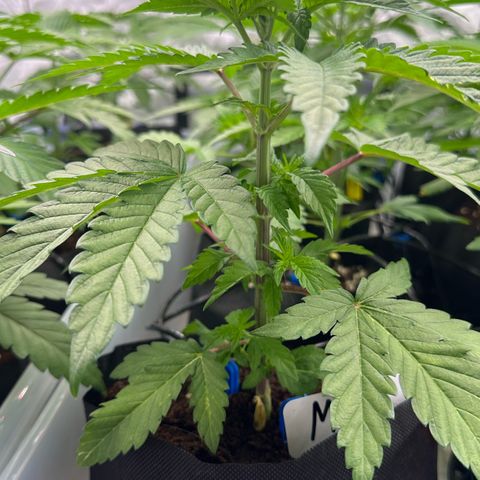 CxLAZ #16 50.72g growlog timeline photo