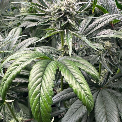 Misc x (LA Kush x Zkittles) #26 60.7g growlog timeline photo