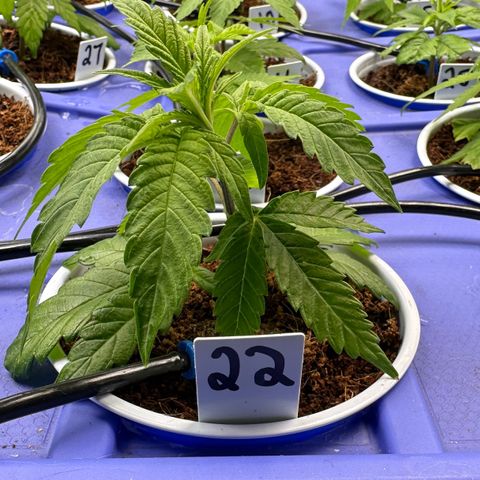 MiscxLAZ #22 C 42.33g growlog timeline photo