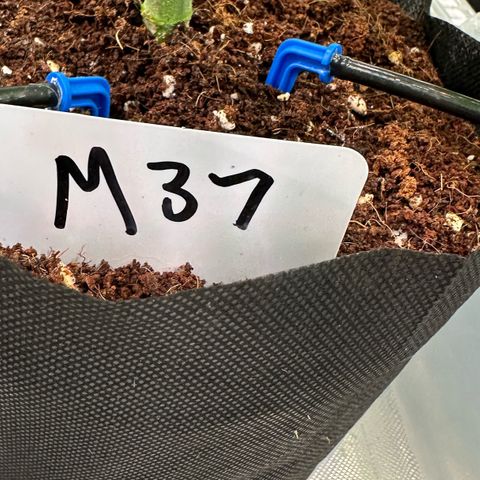 CxLAZ #16 50.72g growlog timeline photo
