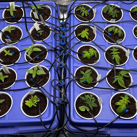 Shaman growlog timeline photo
