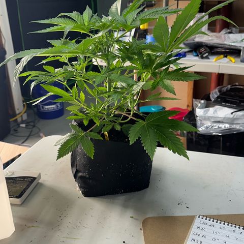 CxLAZ #16 50.72g growlog photo: Lollipoped