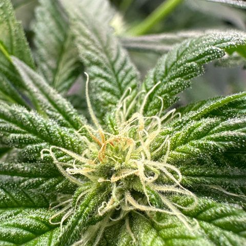 CxLAZ #16 50.72g growlog photo: Pollenated bud site 24hr later