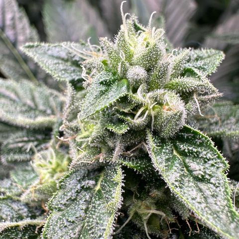 Misc x (LA Kush x Zkittles) #26 60.7g growlog timeline photo
