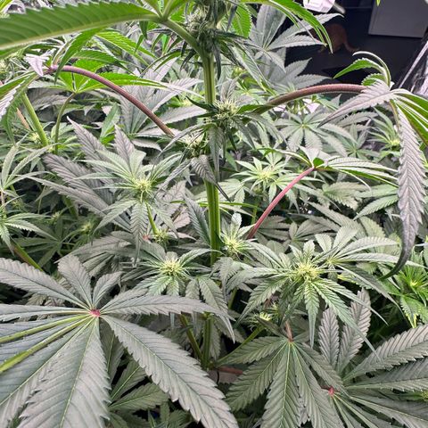 CxLAZ #03 45.52g growlog timeline photo