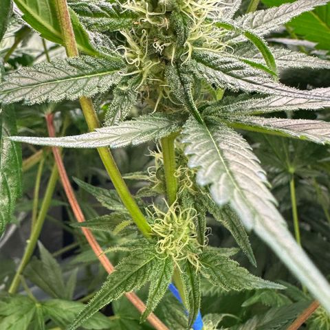CxLAZ #31 58.75g growlog timeline photo