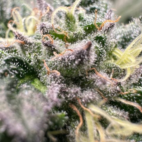 Misc x (LA Kush x Zkittles) #35 28.55g growlog timeline photo