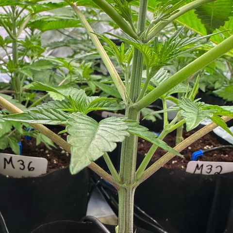CxLAZ #16 50.72g growlog photo: Lollipoped