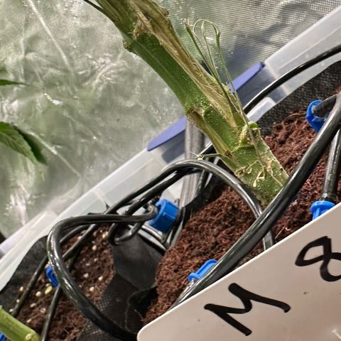 CxLAZ #16 50.72g growlog photo: Pollenated bud site 24hr later