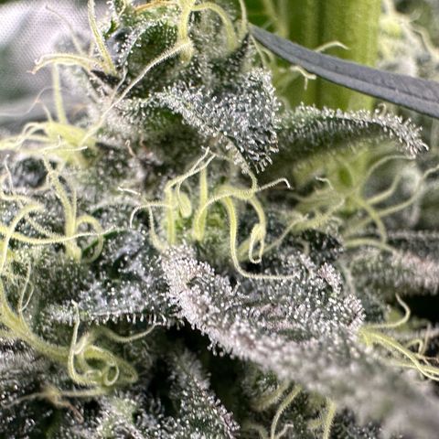 CxLAZ #24 37.13g growlog timeline photo