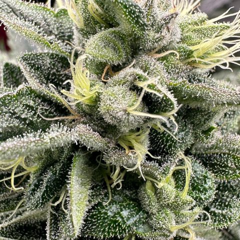 Misc x (LA Kush x Zkittles) #37 42.26g growlog timeline photo