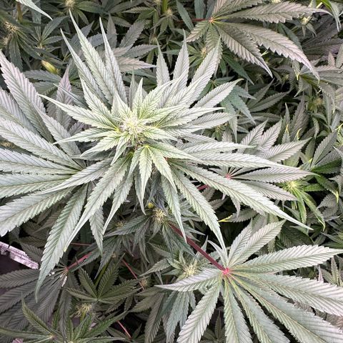 CxLAZ #03 45.52g growlog photo: Pollen sac from training on Tuesday