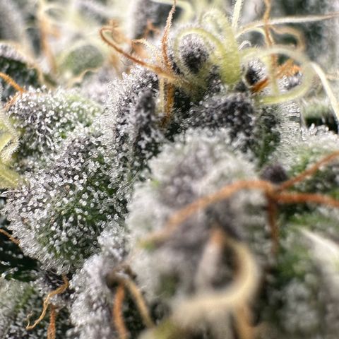 Misc x (LA Kush x Zkittles) #34 15.68g growlog timeline photo