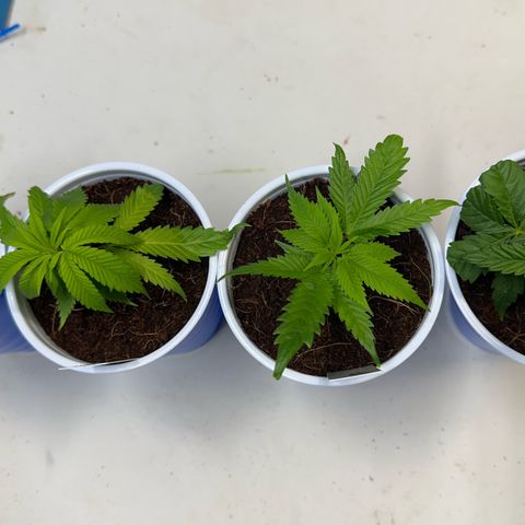 MiscxLAZ 5-4 34.63g growlog timeline photo