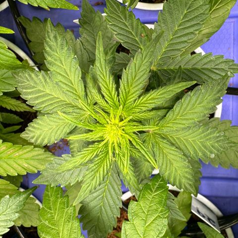 Auto Think Different  #3 growlog photo: Transplanted into 3 gal