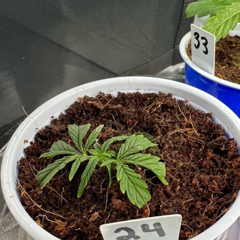 Shaman growlog timeline photo
