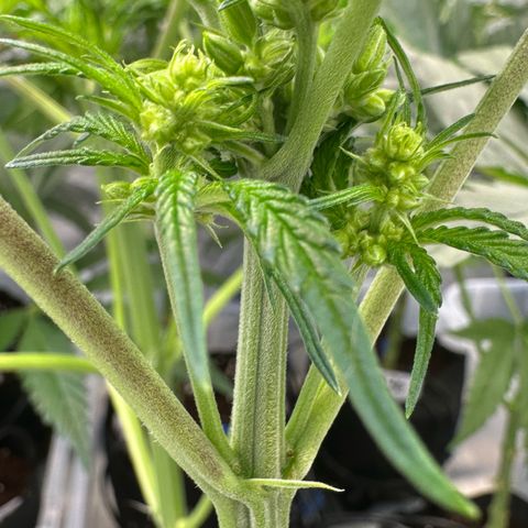 CxLAZ #16 50.72g growlog timeline photo