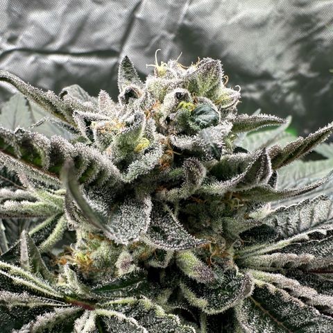 Misc x (LA Kush x Zkittles) #27 33.12g growlog timeline photo