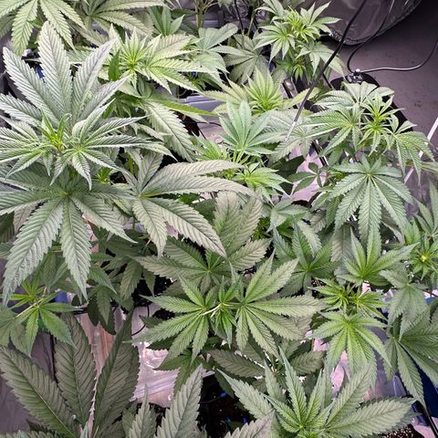 CxLAZ #16 50.72g growlog timeline photo