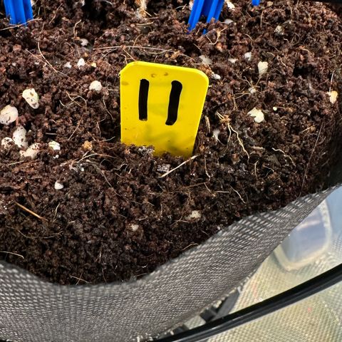 CxLAZ #16 50.72g growlog timeline photo