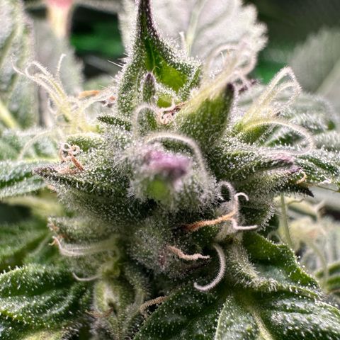 Misc x (LA Kush x Zkittles) #37 42.26g growlog timeline photo