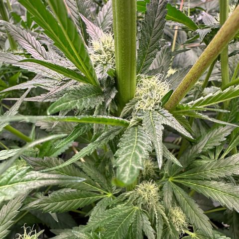 Misc x (LA Kush x Zkittles) #10 growlog timeline photo