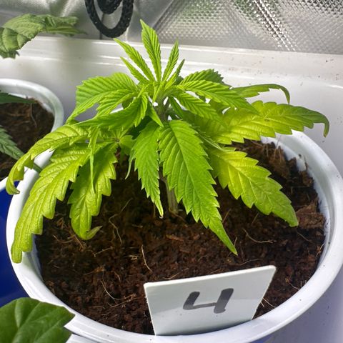 Shaman growlog timeline photo